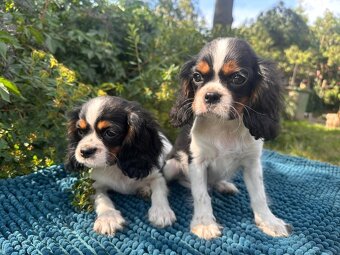 Kavalír King Charles Španěl tricolor - 7