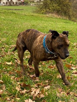 Daruji psa - staford ( samec ) 10 let. - 7