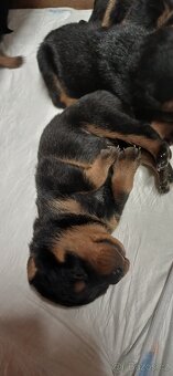 REZERVACE Štěňata rotvajler bez PP - 7