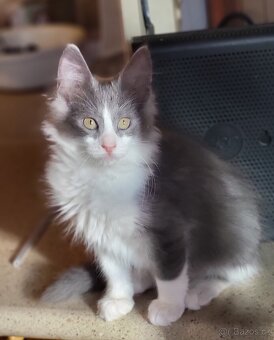 Turecká angora- koťátka s PP - 7