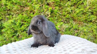 Zakrslý beránek, králíček, králík - PIPER - 7