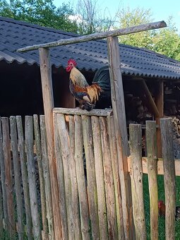 Zakrslá rousná slepice - kohoutci - 7