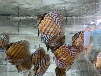 Discus, terčovci RED Tyrkys - 7