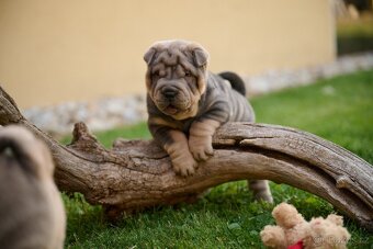 šarpej sharpei - 7