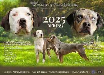 Louisianský leopardí pes - Louisiana Catahoula s PP - 7