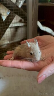 Osmák degu - 7