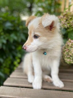 Predaj border collie - 7