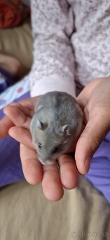 Křeček džungarský - 7