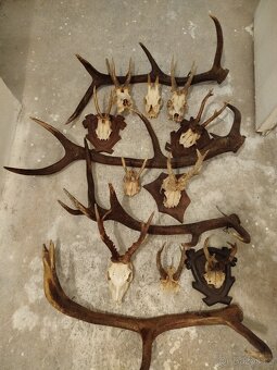 Jelení + srnčí - 7