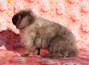 Zakrslý satén rex LT beránek sameček . - 7