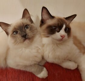 Ponukam ragdoll kocurov na krytie - 7