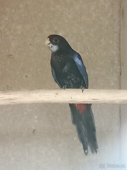 Kakariki - 7