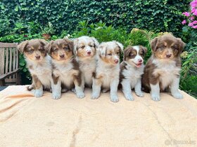 KRYTÍ CHOVNÝM PSEM - AUSTRALSKÝ OVČÁK S PP - 7