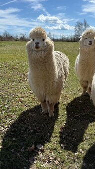 Alpaca samci - 7
