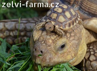 SUCHOZEMSKÉ ŽELVY OSTRUHATÉ – vlastní odchov - 7