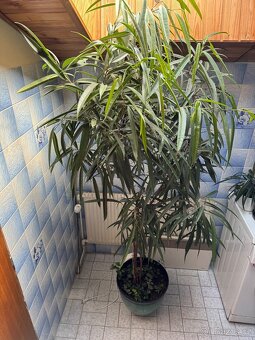 Ficus maclellandii "Alii" 210cm strom - 7