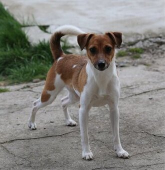 Dánsko švédský farmářský S PP narozené 8.11.2025 - 7