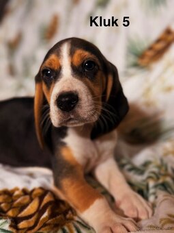 Bígl trikolor, štěňátka - 7