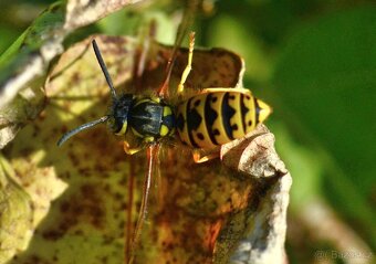 Canon EF: Voigtlander Macro AF 100 mm f/3.5 - 7