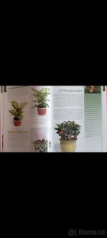 Pokojové rostliny - 7