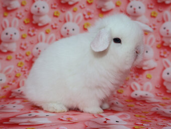 MiniLop beránek modrooký sameček - 7