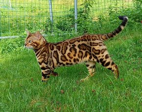 Bengálská kočička s PP - k chovu - 7