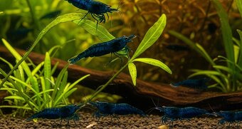 Krevetky Caridina a Neocaridina - 7