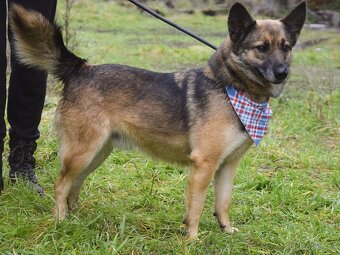 Raudi hledá domov - 7