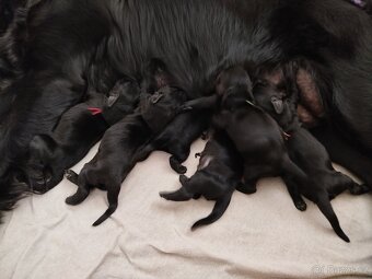 Flat coated retriever štěňata s PP - 7