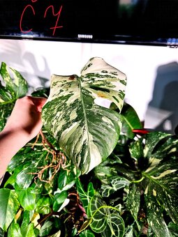 Monstera Albo - řízky od 200,- - 7
