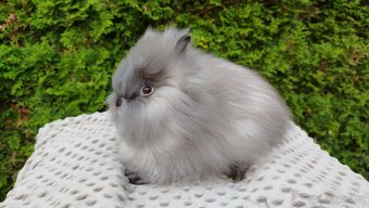Zakrslý králík, králíček -(TEDDY)-OLIVIE - 7
