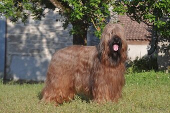 BRIARD PLAVÝ s PP - 7
