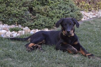 Beauceron štěně, Francouzky ovčák, štěňátka s PP - 7