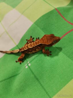 Pagekon řasnatý prodej - 7