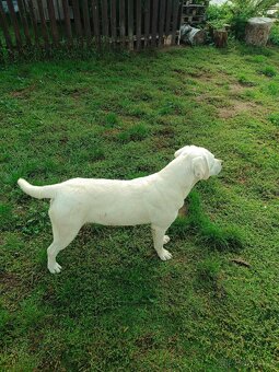 Labrador s PP - 7