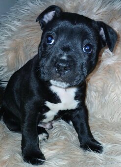 Stafordsirsky bulterier - 7