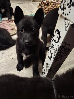 Německý ovčák štěňata bez PP - 7