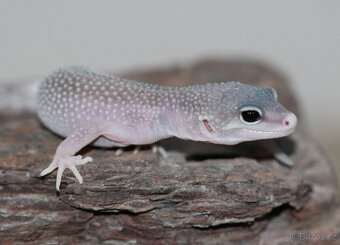 Gekončík noční - letošní mláďata - 7