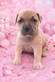 American Bully Standard - 7