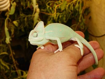 Chameleon jemenský - 7