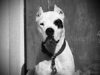 Argentinska doga - šteniatko fenka s PP - 7