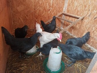 Ayam cemani - 7