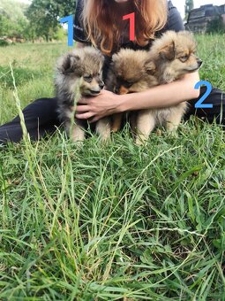 Štěňátka špic pomeranian - 7
