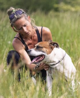 Kříženec staforda - 7