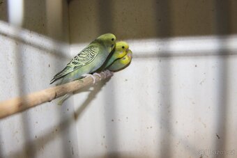 Letošní odchovy australských papoušků - 7