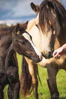 Welsh Cob klisna - 6 let - 7