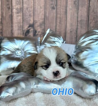 Welsh Corgi Pembroke - 7