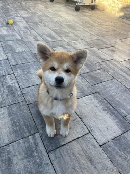Akita Inu - 7
