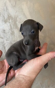 Italský chrtík - 7