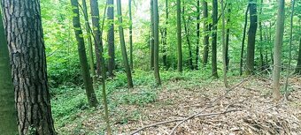 Prodej lesa u Staříče, celý, nebo na na části - od 5.000m2. - 7